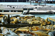 California sea lions on Pier 39 in San Francisco, United States