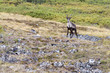 Caribou in Alaska