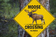 Moose Crossing