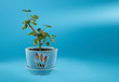 Geranium in blue pot