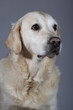 Retriever