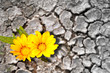 Photo: Concept of persistence. Flowers blooming in arid land Concept of persistence. Flowers blooming in arid land