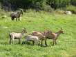 Goats in the nature of the island Lastovo in Croatia