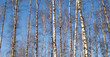 Forest landscape with  white birches over blue sky