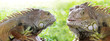 Green Iguana