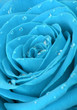blue rose with water drops