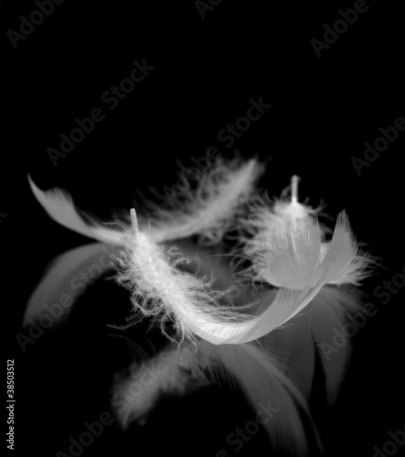 Photo: Feathers Feathers