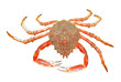 Photo: spider crab spider crab