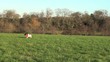 Dog playing and catching toy