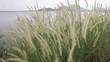 Video: summer scene of reeds waving in the winds very sunny summer scene of reeds waving in the winds very sunny