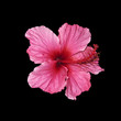 Hibiskusblüte auf schwarzem Hintergrund