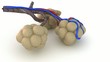 Alveoli in lungs - blood saturating by oxygen