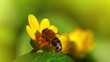 spring flower and small bee