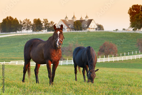 Photo: Horse Farm Horse Farm