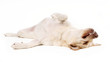 Entspannter Hund
