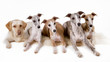 Fünf Hunde in einer Gruppe vor weissem Hintergrund