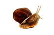 snail isolated on the white background