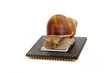 snail isolated on the computer heart