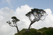 Two trees