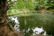 Forest lake