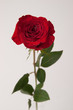 rote Rose Freisteller
