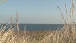 Marines Leben- Schilfgras, Nordsee