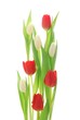 canvas print picture - Tulips