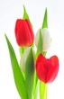 canvas print picture - Tulips