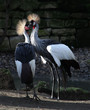couple de grues