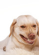lächelnder  Hund, freigestellt
