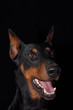 Dobermann