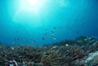 枝サンゴの群生と太陽と小魚