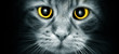 Cat Eyes