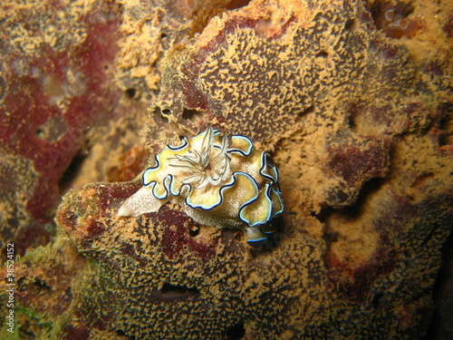 Photo: Nudibranch Nudibranch