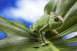 Photo: Green chameleon on leaf Green chameleon on leaf