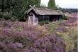 Lueneburger Heide