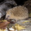Igel; Erinaceus europaeus