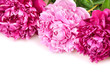 peonies