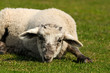 Junges Schaf