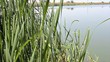 Reeds and ripples on the surface of the lake