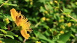 Pollination