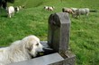 Chien de montagne