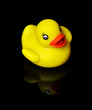 Canard ddroite