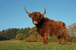 Highland