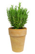 Rosmarin freigestellt - Rosemary isolated 01