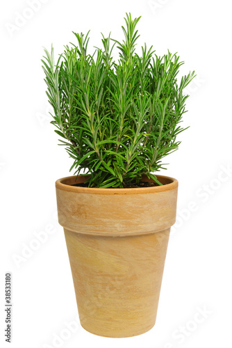 Photo: Rosmarin freigestellt - Rosemary isolated 01 Rosmarin freigestellt - Rosemary isolated 01