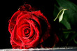 Foto: rote rose rote rose