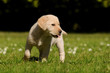 Labradorwelpe