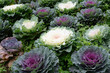Beautiful Flowering Cabbage in the garden , Chiang Mai, Thailand