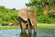 Male African elephant, Kazinga Channel (Uganda)